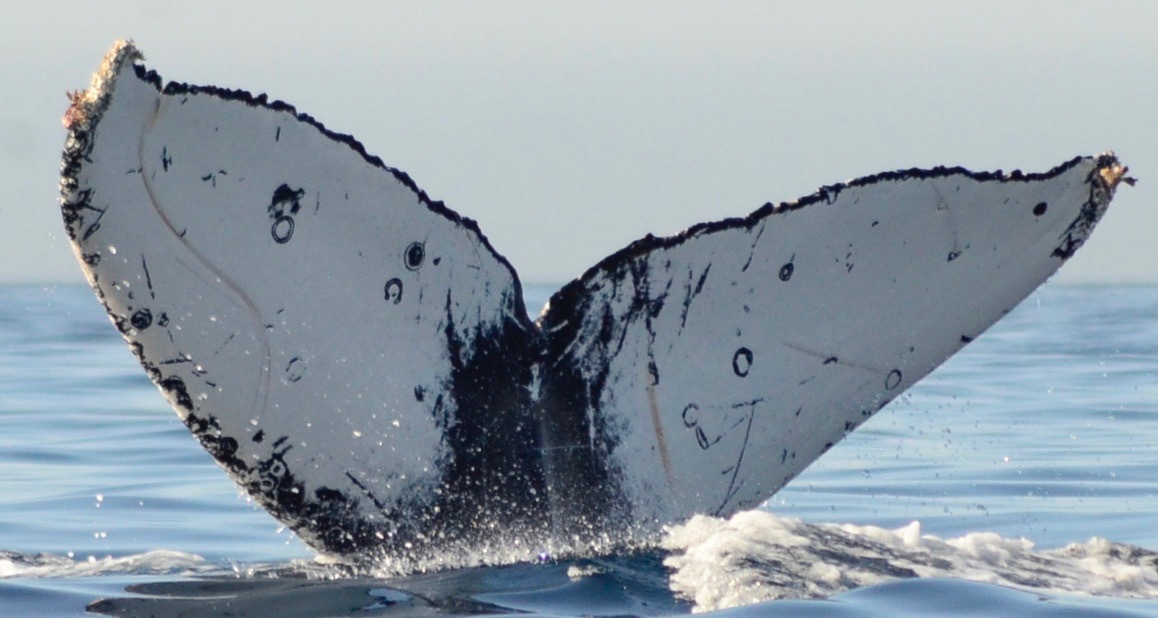 Fluke of Blues Trumpet (California)