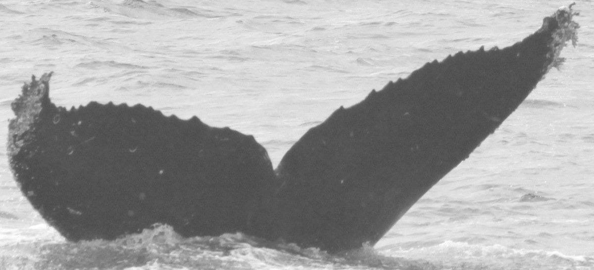 Fluke of CRC-10991