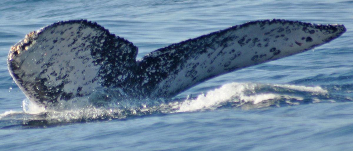 Fluke of FIBB-3BB631