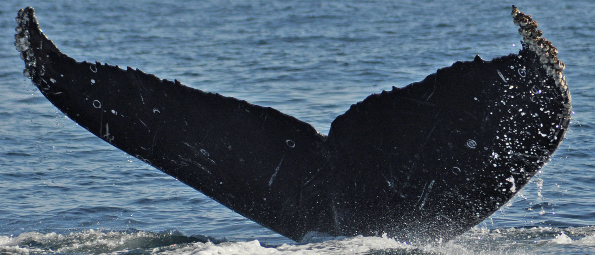 Fluke of HW-MN0520003