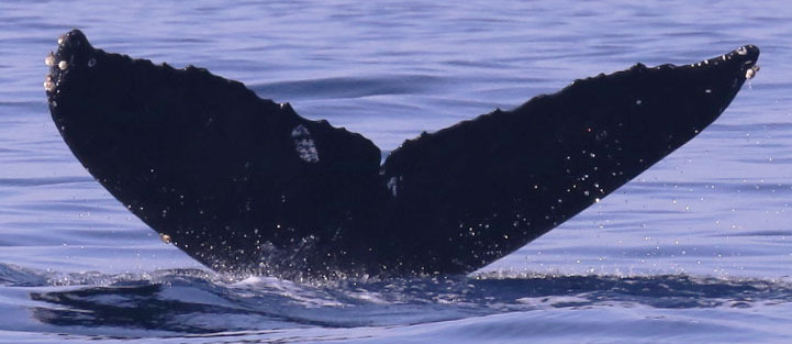Fluke of CRC-22383