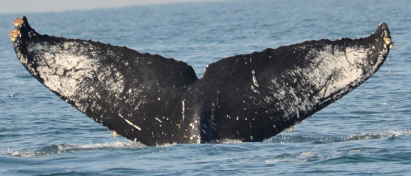Fluke of CRC-21266