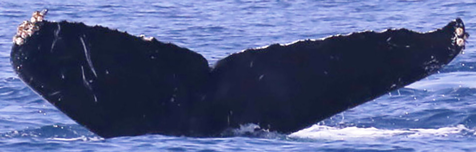 Fluke of CRC-18896