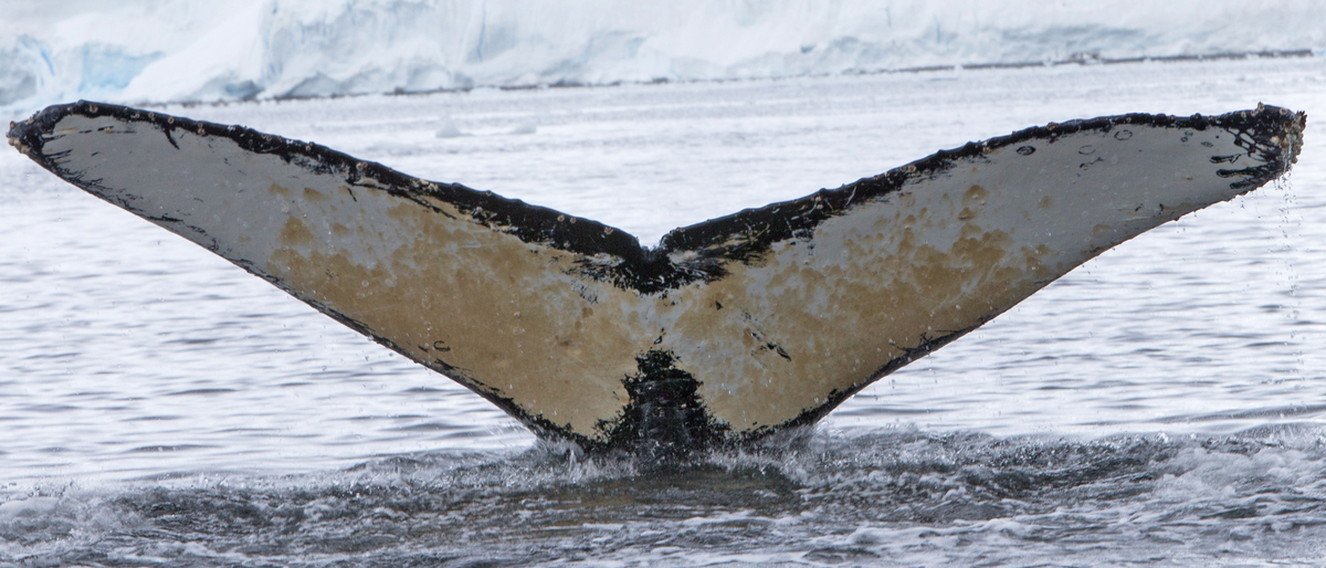 Fluke of AHWC-1141