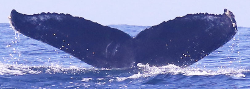 Fluke of CRC-20487