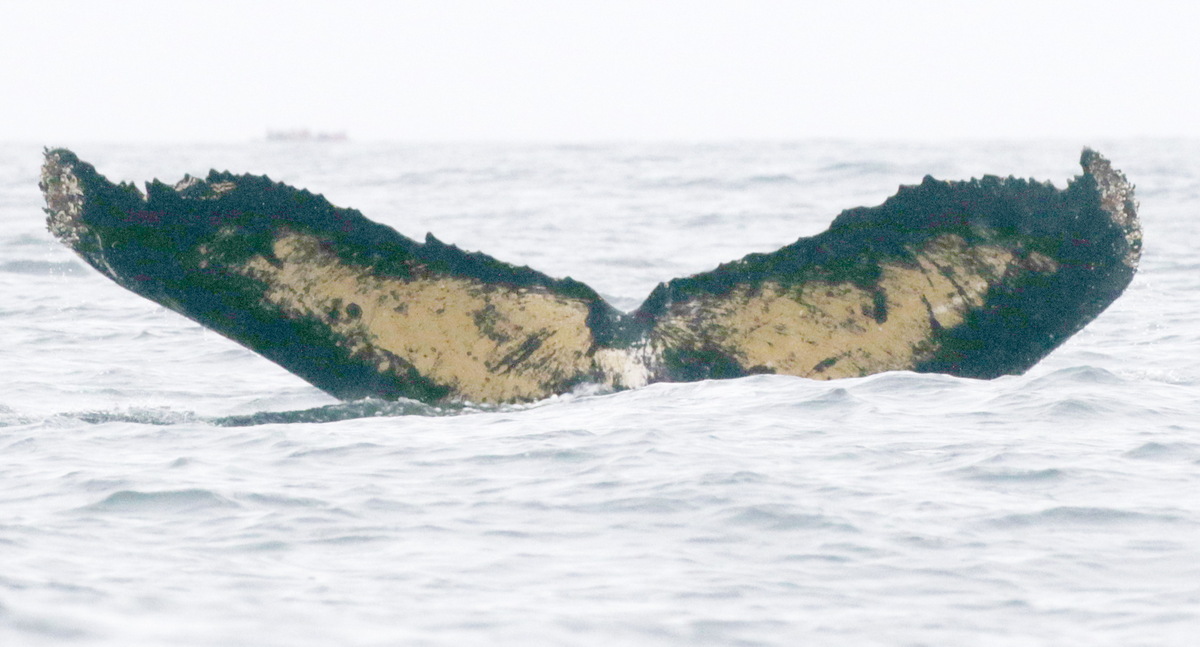 Fluke of AHWC-7411