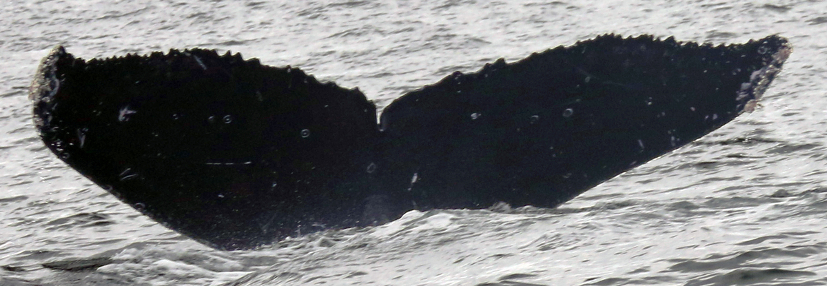 Fluke of CRC-20801