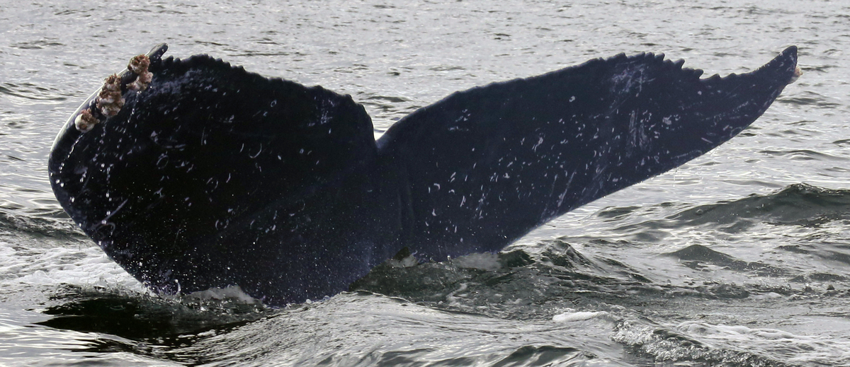 Fluke of FIBB-5BB931