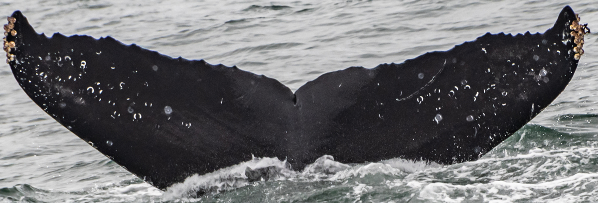 Fluke of CRC-16341