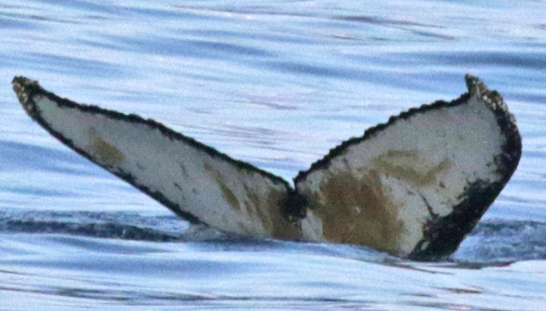 Fluke of AHWC-7407