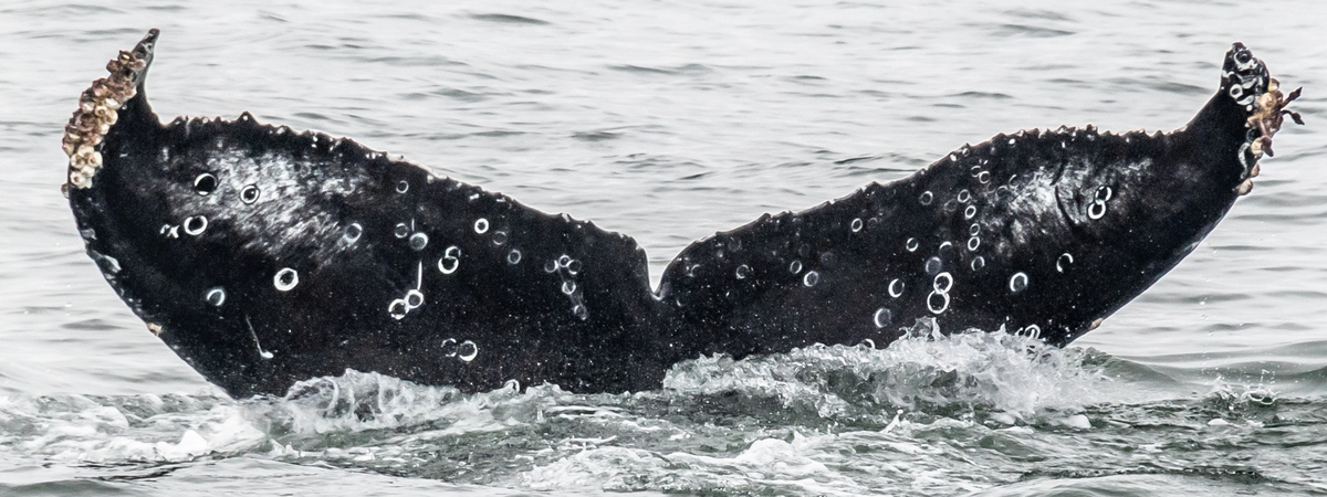 Fluke of CRC-18606