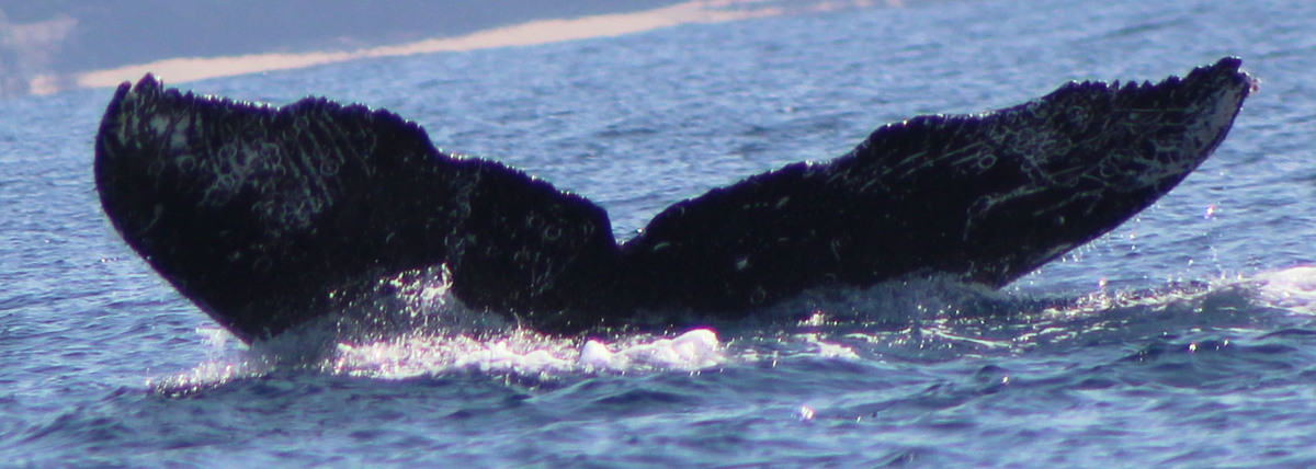 Fluke of FIBB-4BB466