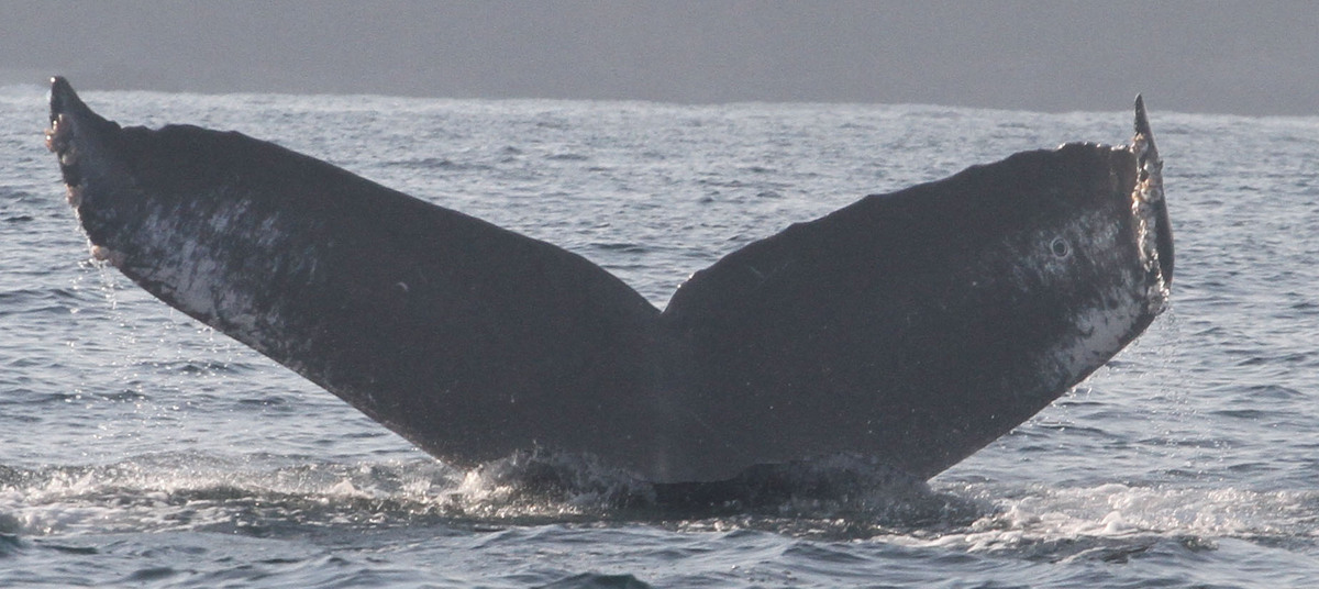 Fluke of CRC-18609