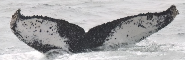 Fluke of CRC-18573