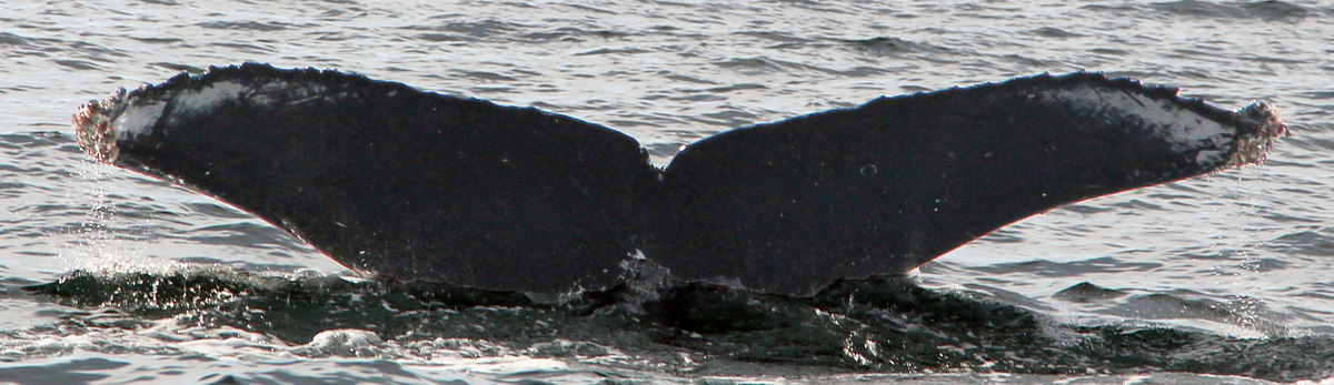 Fluke of CRC-17276