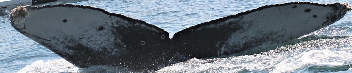 Fluke of CRC-21270