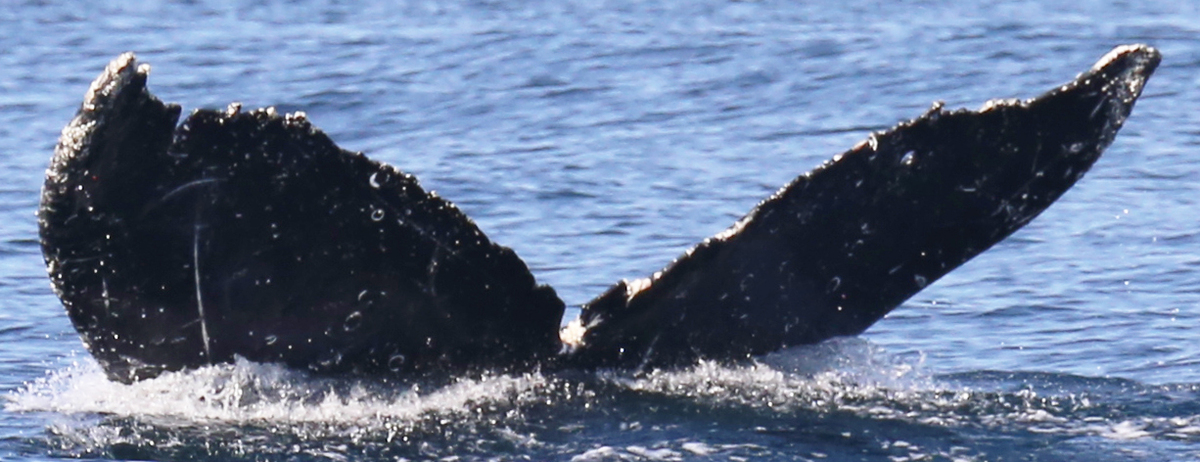 Fluke of CRC-17046