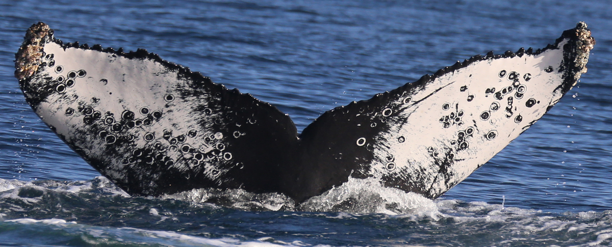 Fluke of HW-MN0520106