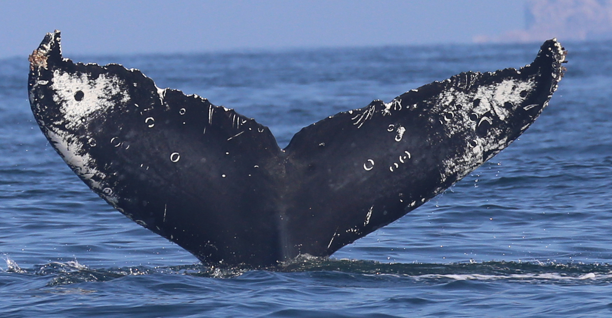 Fluke of HW-MN0520119