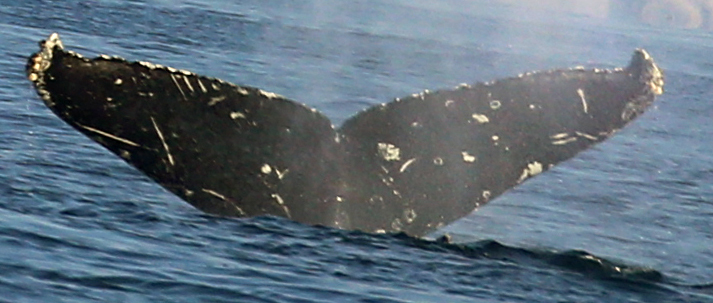 Fluke of CRC-23163