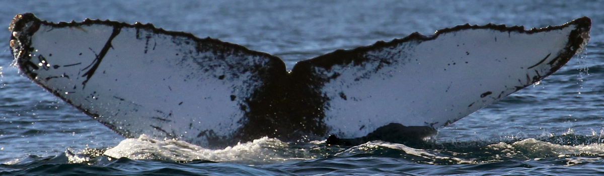 Fluke of CRC-16806