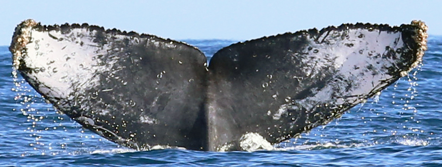Fluke of CRC-18429