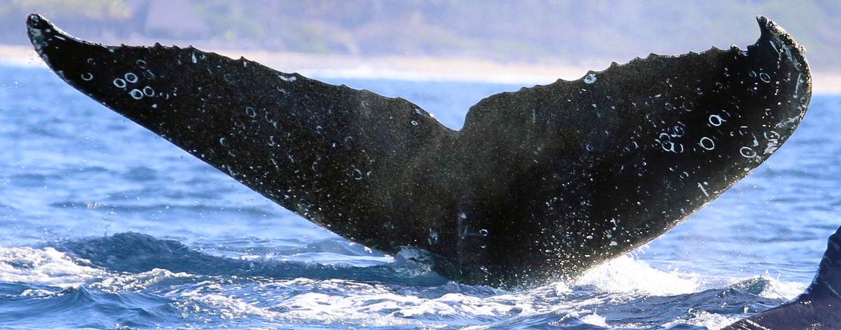 Fluke of CRC-17325