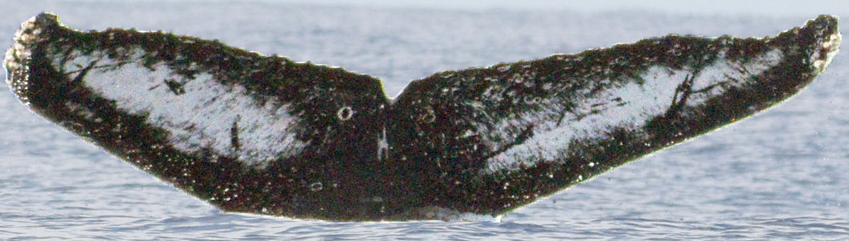 Fluke of FIBB-3BB544