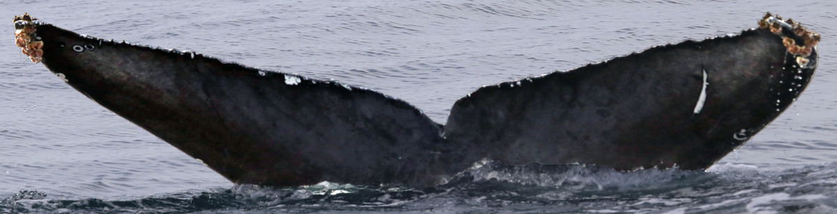 Fluke of CRC-17673