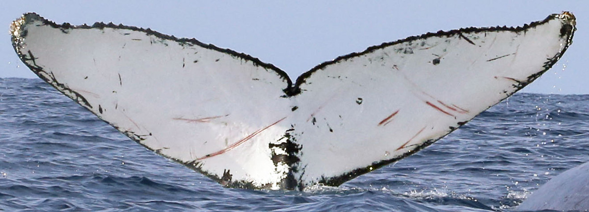 Fluke of CRC-18247