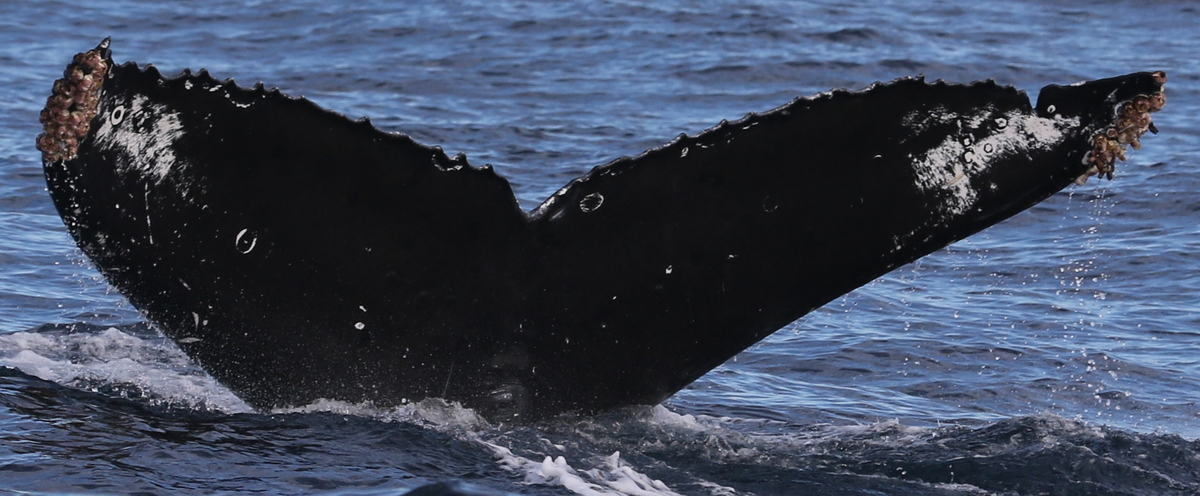 Fluke of CRC-11424