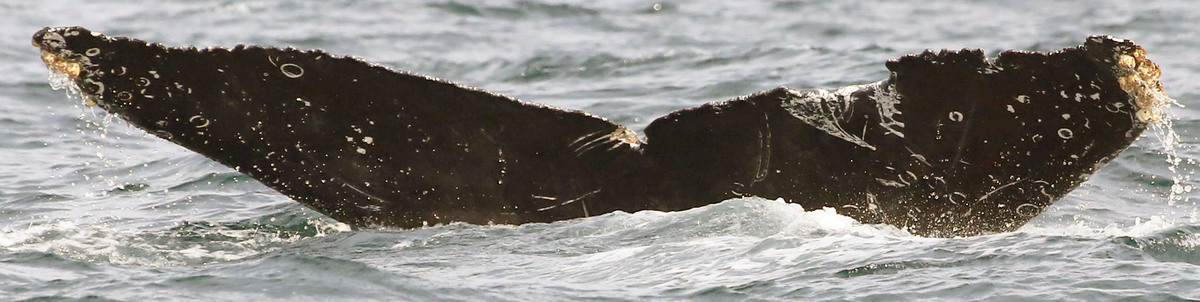 Fluke of FIBB-5BB905