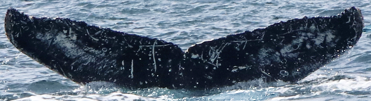 Fluke of FIBB-4BB782