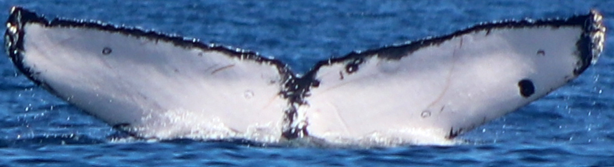 Fluke of HW-MN0520182