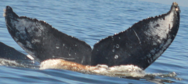 Fluke of FIBB-4BB645