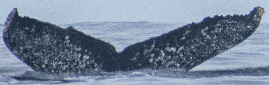Fluke of CRC-18516