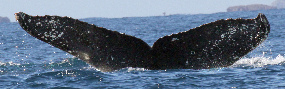 Fluke of FIBB-5BB855