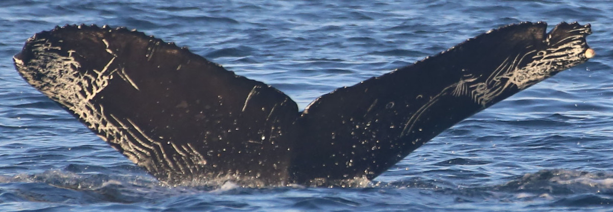Fluke of Manuelito (Bahia Magdalena)