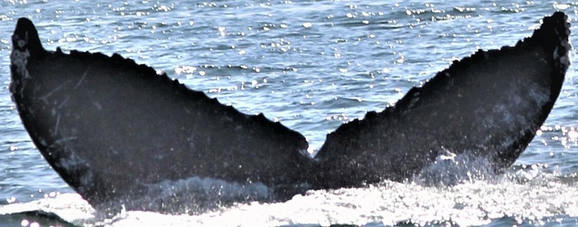 Fluke of CRC-17974