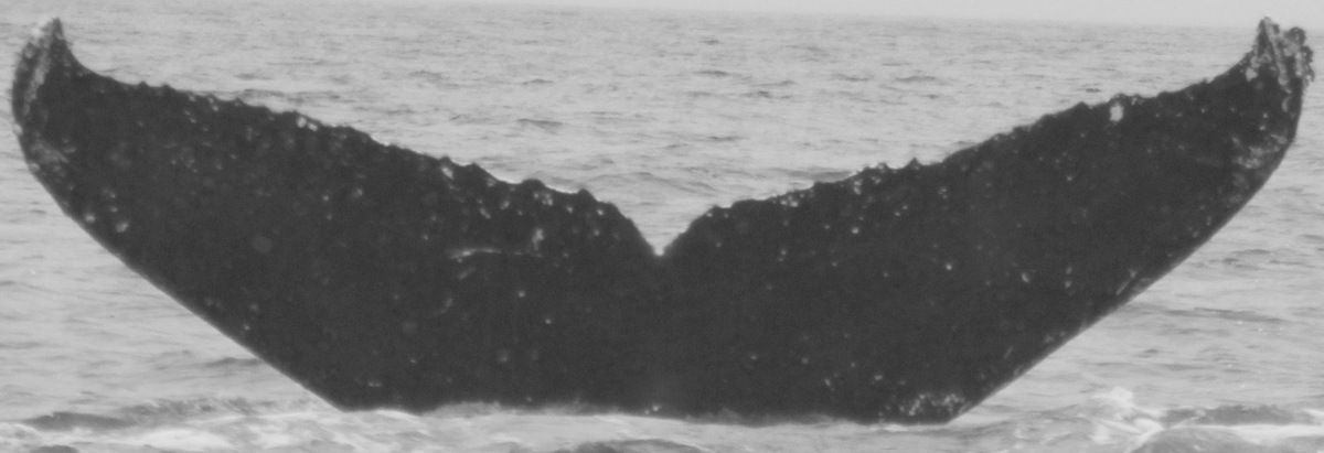 Fluke of CRC-10573