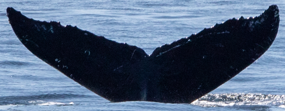 Fluke of Mystery (Salish Sea)