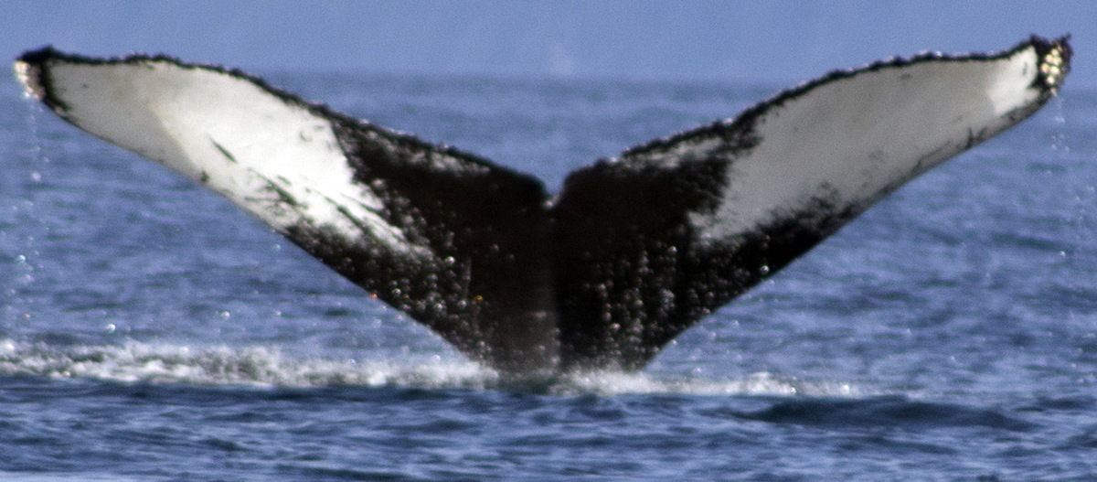 Fluke of CRC-16293