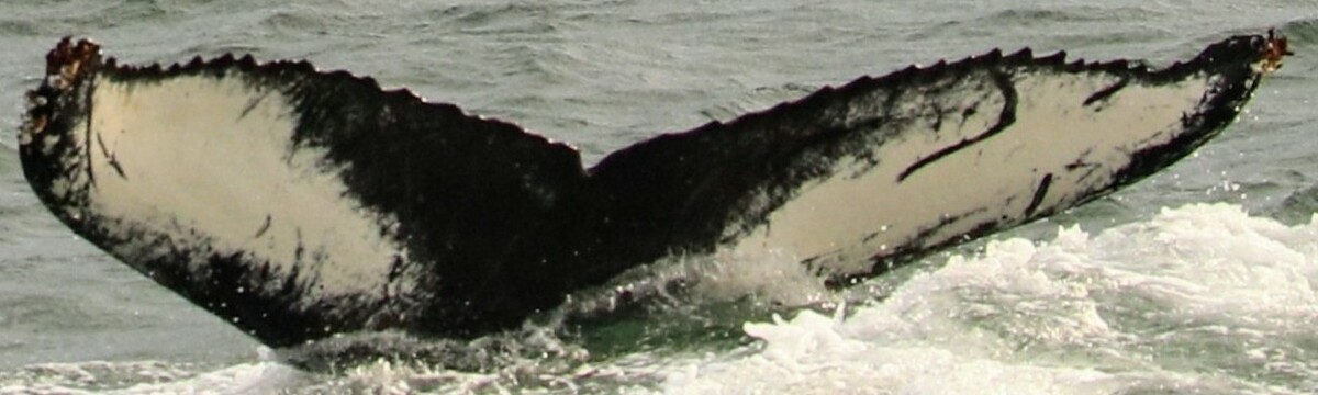 Fluke of Right Hook (Iceland) aka Coathanger (Husavik)