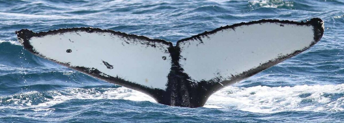 Fluke of Meqe' (Salish Sea)