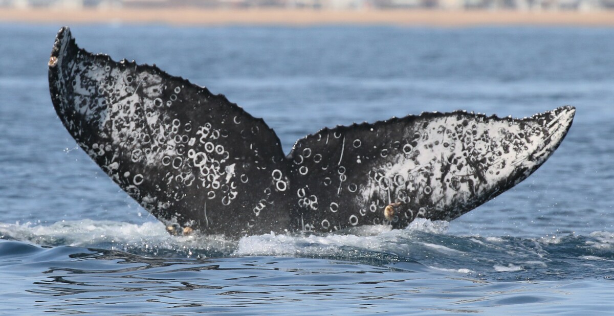 Fluke of CRC-16641