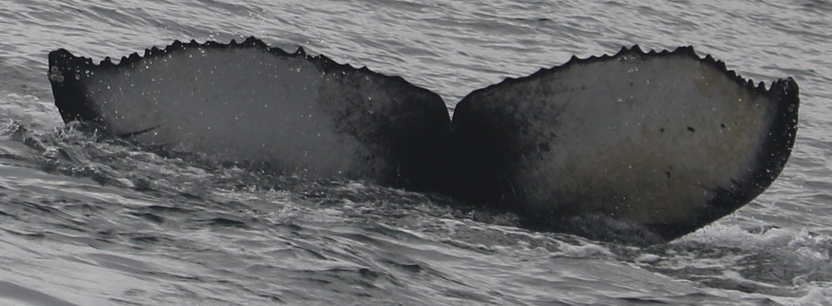 Fluke of 2018-2019 calf of CRC-16895