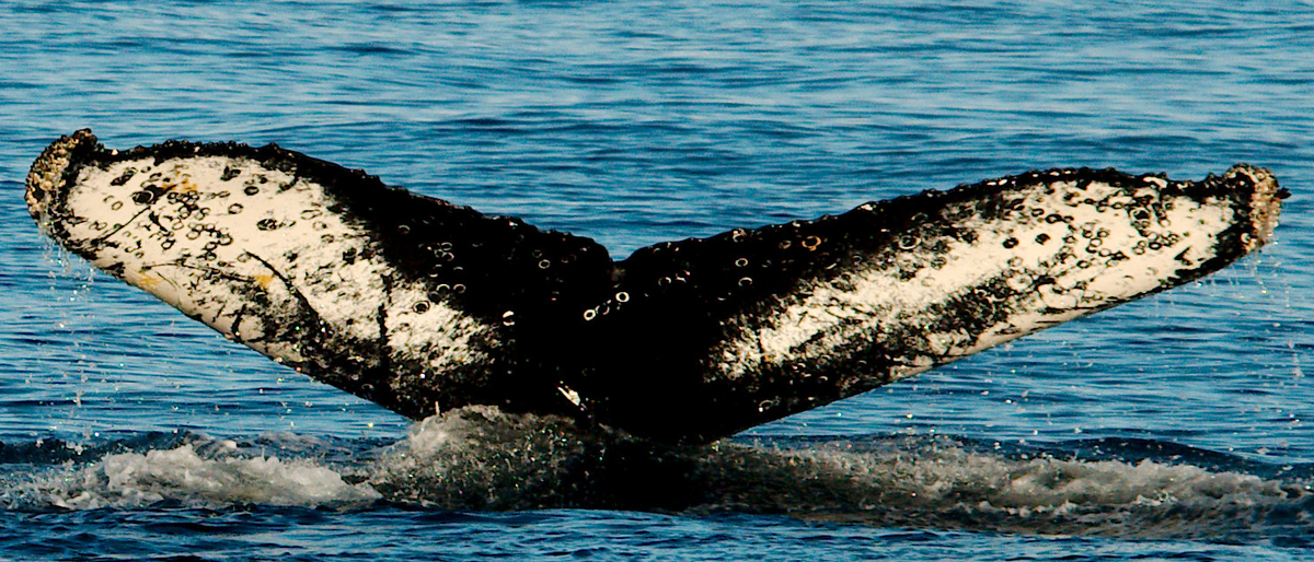 Fluke of HW-MN1302184