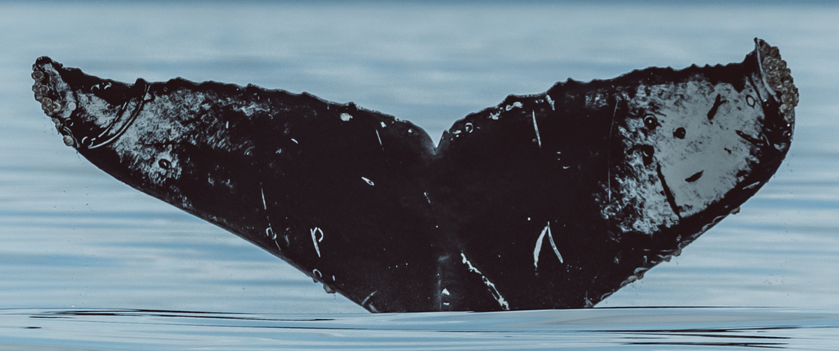 Fluke of Entropy (Salish Sea)