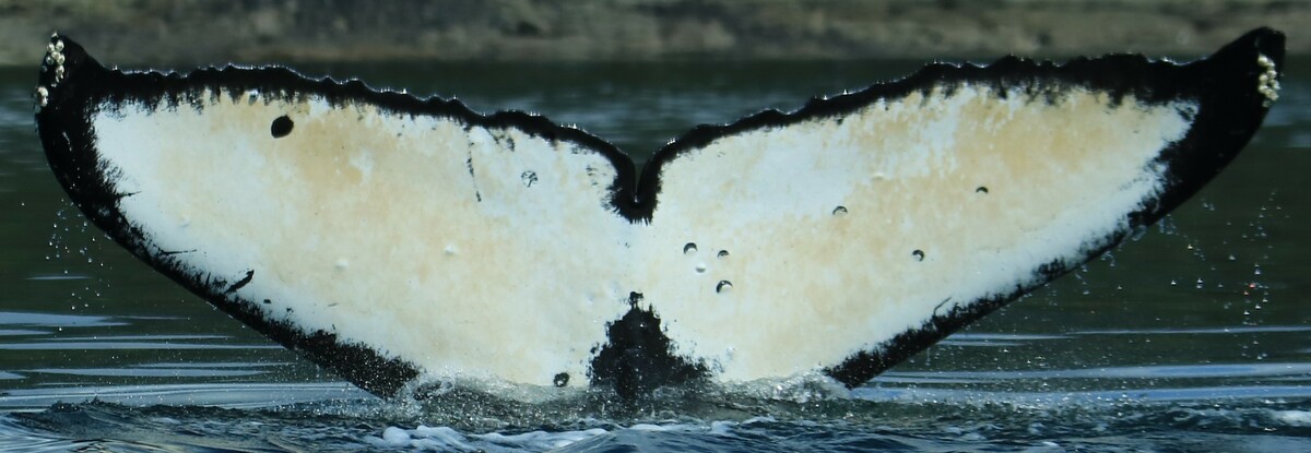Fluke of Jazz (Wrangell)