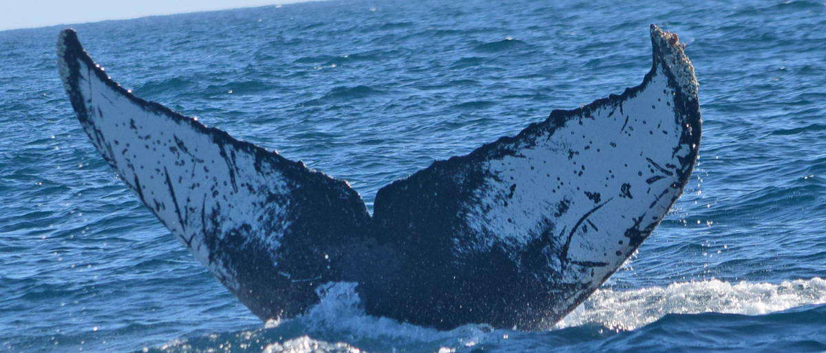 Fluke of CRC-10824